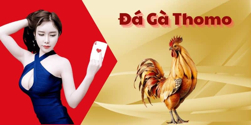 Xem Đá Gà Trực Tiếp Thomo Là Gì?