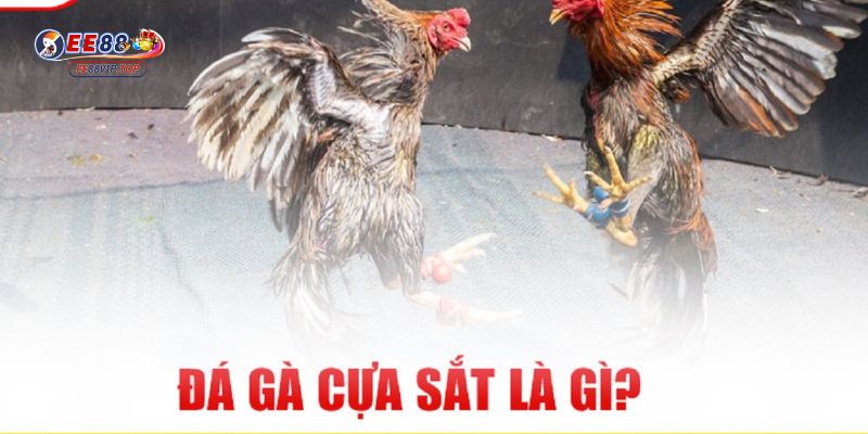 đá gà cựa sắt